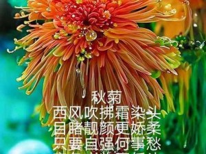 创意文具：六年级菊花能塞下几支笔