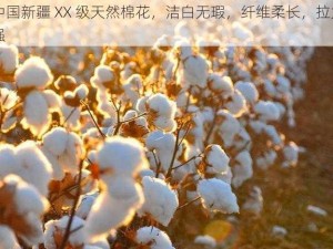 中国新疆 XX 级天然棉花，洁白无瑕，纤维柔长，拉力强