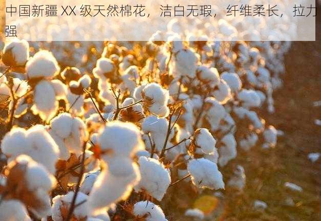 中国新疆 XX 级天然棉花，洁白无瑕，纤维柔长，拉力强