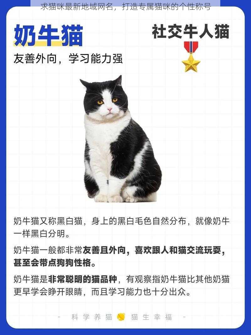 求猫咪最新地域网名，打造专属猫咪的个性称号