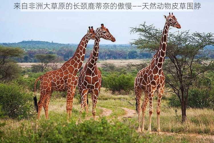 来自非洲大草原的长颈鹿蒂奈的傲慢——天然动物皮草围脖